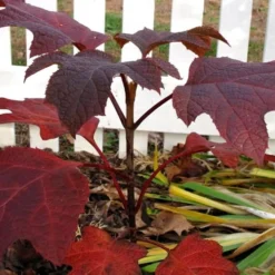 Ruby Slippers Dwarf Oakleaf Hydrangea - 2 Gallon Pot 10 Ruby Slippers Dwarf Oakleaf Hydrangea - 2 Gallon Pot -Deals Gleam Arbor Store Hydrangea Oakleaf Ruby Slippers Fall Foliage Color