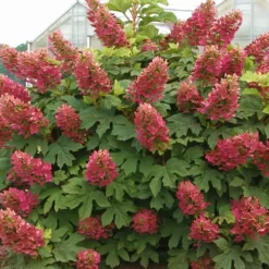 Ruby Slippers Dwarf Oakleaf Hydrangea - 2 Gallon Pot 9 Ruby Slippers Dwarf Oakleaf Hydrangea - 2 Gallon Pot -Deals Gleam Arbor Store Hydrangea Oakleaf Ruby Slippers Full Bloom