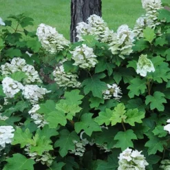 Ruby Slippers Dwarf Oakleaf Hydrangea - 2 Gallon Pot 11 Ruby Slippers Dwarf Oakleaf Hydrangea - 2 Gallon Pot -Deals Gleam Arbor Store Hydrangea Oakleaf Ruby Slippers Opening Color