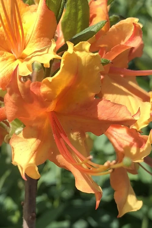 Orange Marmalade Native Azalea - 3 Gallon Pot 1 Orange Marmalade Native Azalea - 3 Gallon Pot