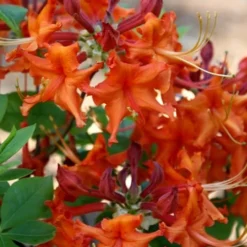 Red Pepper Aromi Azalea (Rhododendron Hybrid) - 1 Gallon Pot