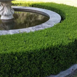 Little Missy Dwarf Boxwood - 1 Gallon Pot 11 Little Missy Dwarf Boxwood - 1 Gallon Pot -Deals Gleam Arbor Store Picture Boxwood Franklins Gem Hedge