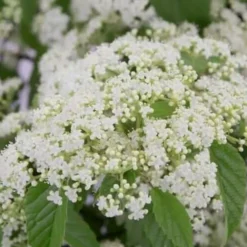 Snow Joey Viburnum - 2 Gallon Pot