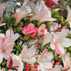 Astronaut Azalea - 2.5 Quart Pot 11 Astronaut Azalea - 2.5 Quart Pot -Deals Gleam Arbor Store azalea astronaut 3