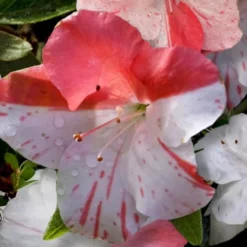 Astronaut Azalea - 2.5 Quart Pot 10 Astronaut Azalea - 2.5 Quart Pot -Deals Gleam Arbor Store azalea astronaut 4