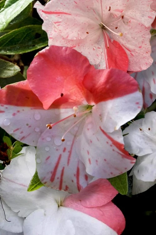 Astronaut Azalea - 2.5 Quart Pot 5 Astronaut Azalea - 2.5 Quart Pot - Image 5