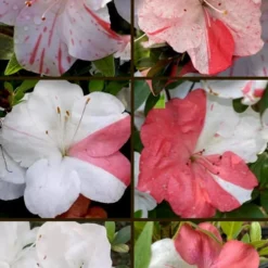 Astronaut Azalea - 2.5 Quart Pot 9 Astronaut Azalea - 2.5 Quart Pot -Deals Gleam Arbor Store azalea astronaut 5