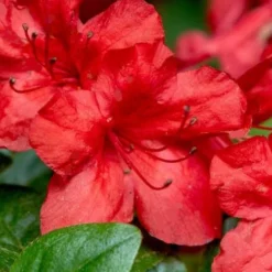 Stewartstonian Azalea - 3 Gallon Pot 12 Stewartstonian Azalea - 3 Gallon Pot -Deals Gleam Arbor Store azalea stewartstonian 2