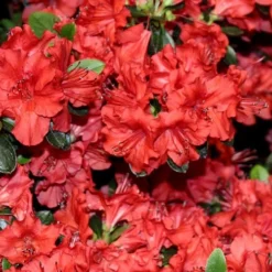 Stewartstonian Azalea - 3 Gallon Pot 17 Stewartstonian Azalea - 3 Gallon Pot -Deals Gleam Arbor Store azalea stewartstonian 4