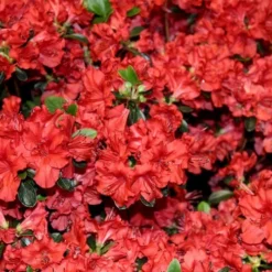 Stewartstonian Azalea - 3 Gallon Pot 16 Stewartstonian Azalea - 3 Gallon Pot -Deals Gleam Arbor Store azalea stewartstonian 6