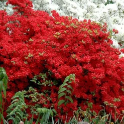 Stewartstonian Azalea - 3 Gallon Pot 13 Stewartstonian Azalea - 3 Gallon Pot -Deals Gleam Arbor Store azalea stewartstonian 7