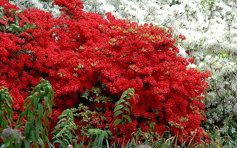 Stewartstonian Azalea - 3 Gallon Pot 5 Stewartstonian Azalea - 3 Gallon Pot - Image 5