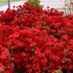 Stewartstonian Azalea - 3 Gallon Pot 14 Stewartstonian Azalea - 3 Gallon Pot -Deals Gleam Arbor Store azalea stewartstonian 8