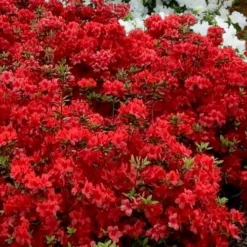 Stewartstonian Azalea - 3 Gallon Pot