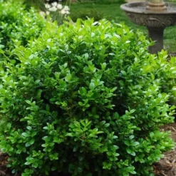 Little Missy Dwarf Boxwood - 1 Gallon Pot