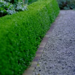 Little Missy Dwarf Boxwood - 1 Gallon Pot 9 Little Missy Dwarf Boxwood - 1 Gallon Pot -Deals Gleam Arbor Store buxus microphylla little missy dwarf boxwood 3