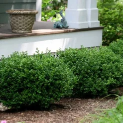 Little Missy Dwarf Boxwood - 1 Gallon Pot 10 Little Missy Dwarf Boxwood - 1 Gallon Pot -Deals Gleam Arbor Store buxus microphylla little missy dwarf boxwood 5