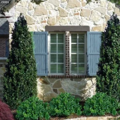 Arctic Emerald Columnar Boxwood - 6 Pack Of 1 Gallon Pots 10 Arctic Emerald Columnar Boxwood - 6 Pack Of 1 Gallon Pots -Deals Gleam Arbor Store buxus sempervirens arctic emerald boxwood 103