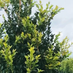 Arctic Emerald Columnar Boxwood - 6 Pack Of 1 Gallon Pots 12 Arctic Emerald Columnar Boxwood - 6 Pack Of 1 Gallon Pots -Deals Gleam Arbor Store buxus sempervirens arctic emerald boxwood 12