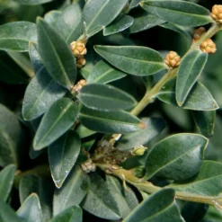 Arctic Emerald Columnar Boxwood - 6 Pack Of 1 Gallon Pots 13 Arctic Emerald Columnar Boxwood - 6 Pack Of 1 Gallon Pots -Deals Gleam Arbor Store buxus sempervirens arctic emerald boxwood 16