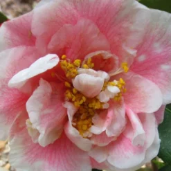 Dorothy Zerkowski Camellia Japonica - 3 Gallon Pot