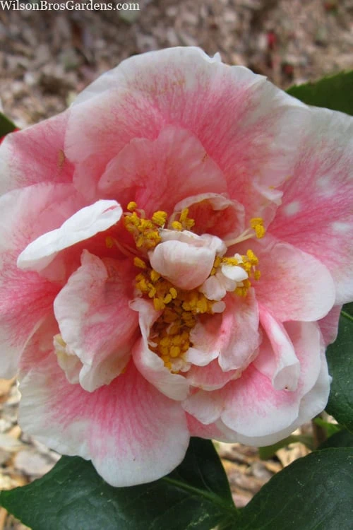 Dorothy Zerkowski Camellia Japonica - 3 Gallon Pot 1 Dorothy Zerkowski Camellia Japonica - 3 Gallon Pot