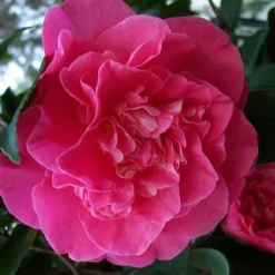 Marie Bracey Camellia Japonica - 3 Gallon Pot 11 Marie Bracey Camellia Japonica - 3 Gallon Pot -Deals Gleam Arbor Store camellia marie bracey 100