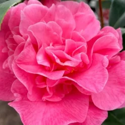 Marie Bracey Camellia Japonica - 3 Gallon Pot