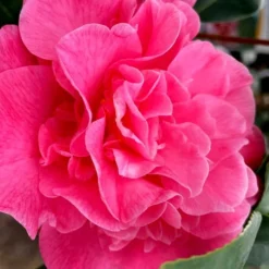 Marie Bracey Camellia Japonica - 3 Gallon Pot 13 Marie Bracey Camellia Japonica - 3 Gallon Pot -Deals Gleam Arbor Store camellia marie bracey 102