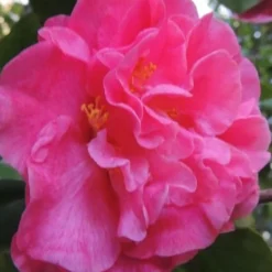 Marie Bracey Camellia Japonica - 3 Gallon Pot 12 Marie Bracey Camellia Japonica - 3 Gallon Pot -Deals Gleam Arbor Store camellia marie bracey 5
