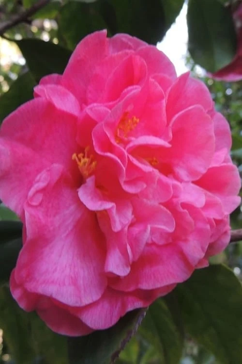Marie Bracey Camellia Japonica - 3 Gallon Pot 6 Marie Bracey Camellia Japonica - 3 Gallon Pot - Image 6