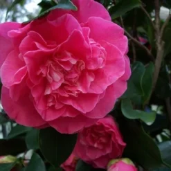 Marie Bracey Camellia Japonica - 3 Gallon Pot 10 Marie Bracey Camellia Japonica - 3 Gallon Pot -Deals Gleam Arbor Store camellia marie bracey 6