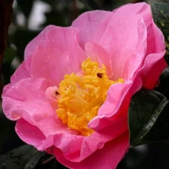 Autumn Pink Icicle Cold Hardy Camellia - 3 Gallon Pot