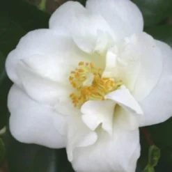 White Empress Camellia Japonica - 3 Gallon Pot 5 White Empress Camellia Japonica - 3 Gallon Pot -Deals Gleam Arbor Store camelliawhiteempress