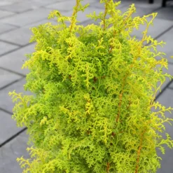 Spirited Golden Hinoki Cypress - 3 Gallon Pot