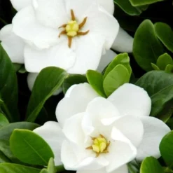Buttons Gardenia - 3 Gallon Pot 9 Buttons Gardenia - 3 Gallon Pot -Deals Gleam Arbor Store gardenia buttons 1