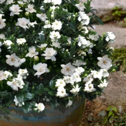 Buttons Gardenia - 3 Gallon Pot 8 Buttons Gardenia - 3 Gallon Pot -Deals Gleam Arbor Store gardenia jasminoides buttons 10