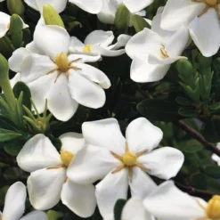 Snow Girl Hardy Dwarf Gardenia - 3 Gallon Pot 9 Snow Girl Hardy Dwarf Gardenia - 3 Gallon Pot -Deals Gleam Arbor Store gardenia jasminoides snow girl 1