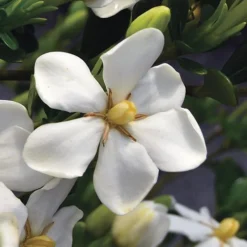 Snow Girl Hardy Dwarf Gardenia - 3 Gallon Pot 10 Snow Girl Hardy Dwarf Gardenia - 3 Gallon Pot -Deals Gleam Arbor Store gardenia jasminoides snow girl 2