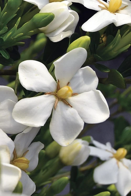 Snow Girl Hardy Dwarf Gardenia - 3 Gallon Pot 5 Snow Girl Hardy Dwarf Gardenia - 3 Gallon Pot - Image 5