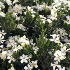 Snow Girl Hardy Dwarf Gardenia - 3 Gallon Pot 11 Snow Girl Hardy Dwarf Gardenia - 3 Gallon Pot -Deals Gleam Arbor Store gardenia jasminoides snow girl 3