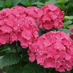Let's Dance 'Big Band' Dwarf Hydrangea - 3 Gallon Pot 10 Let's Dance 'Big Band' Dwarf Hydrangea - 3 Gallon Pot -Deals Gleam Arbor Store hydrangea macrophylla lets dance big band 1