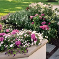 Let's Dance 'Big Band' Dwarf Hydrangea - 3 Gallon Pot 13 Let's Dance 'Big Band' Dwarf Hydrangea - 3 Gallon Pot -Deals Gleam Arbor Store hydrangea macrophylla lets dance big band 3