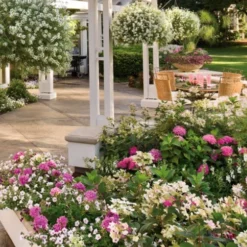 Let's Dance 'Big Band' Dwarf Hydrangea - 3 Gallon Pot 12 Let's Dance 'Big Band' Dwarf Hydrangea - 3 Gallon Pot -Deals Gleam Arbor Store hydrangea macrophylla lets dance big band 4