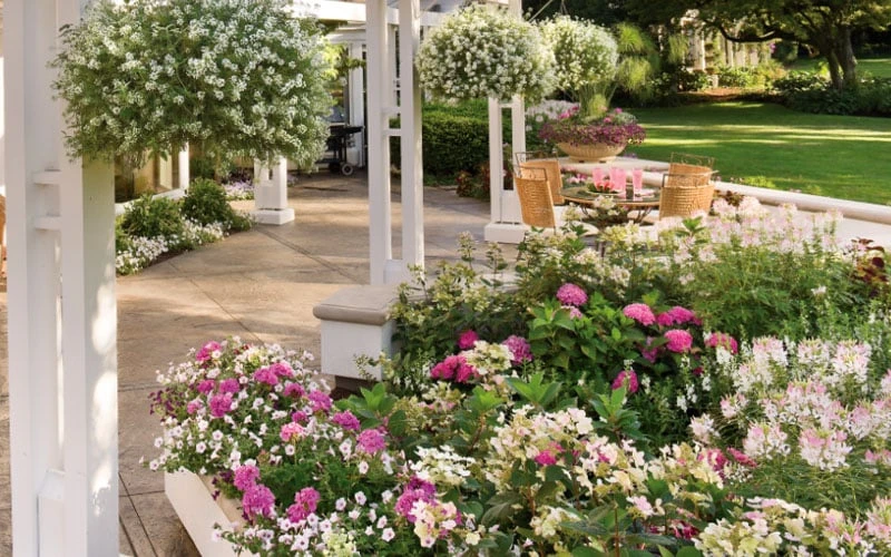 Let's Dance 'Big Band' Dwarf Hydrangea - 3 Gallon Pot 6 Let's Dance 'Big Band' Dwarf Hydrangea - 3 Gallon Pot - Image 6