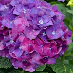 Let's Dance 'Big Band' Dwarf Hydrangea - 3 Gallon Pot 11 Let's Dance 'Big Band' Dwarf Hydrangea - 3 Gallon Pot -Deals Gleam Arbor Store hydrangea macrophylla lets dance big band 5