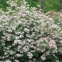 Coastal Azalea (Rhododendron Atlanticum) - 3 Gallon Pot 10 Coastal Azalea (Rhododendron Atlanticum) - 3 Gallon Pot -Deals Gleam Arbor Store rhododendron atlanticum coastal azalea 1