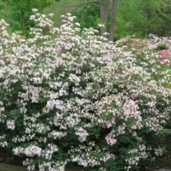 Coastal Azalea (Rhododendron Atlanticum) - 3 Gallon Pot 12 Coastal Azalea (Rhododendron Atlanticum) - 3 Gallon Pot -Deals Gleam Arbor Store rhododendron atlanticum coastal azalea 2