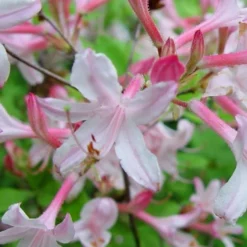 Coastal Azalea (Rhododendron Atlanticum) - 3 Gallon Pot