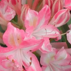 Ribbon Candy Swamp Azalea (Rhododendron Viscosum) - 3 Gallon Pot 9 Ribbon Candy Swamp Azalea (Rhododendron Viscosum) - 3 Gallon Pot -Deals Gleam Arbor Store rhododendron viscosum ribbon candy swamp azalea 1